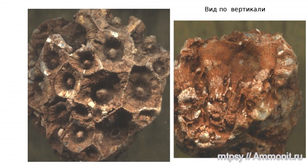 нижний карбон, Actinocyathus, Actinocyathus gorskyi