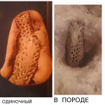 Красавец или красотка ?
