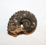 Kosmoceras geminatum
