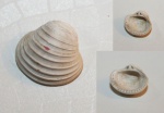 Astarte cordata половинка