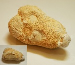 Коралл, мшанка, брахиопода