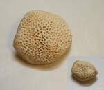 Pemmatites из Русавкино