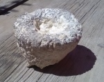 Губка-кубок 1.Cephalites (Cephalites) sp.