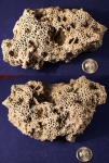 Фото 2. Syringopora