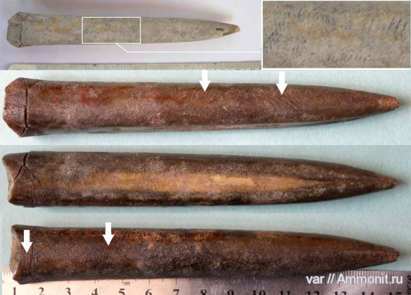 белемниты, юра, мезозой, волжский ярус, Ундоры, Lagonibelus, Volgian, Jurassic, belemnites
