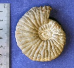 Ундоры. Аммонит Aulacostephanus ex gr. undorae (?). Фото 7