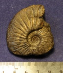 Ундоры. Аммонит Virgatites gerassimovi