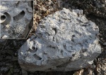 "Булыжник" с отпечатками кораллов