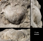 Брахиопода Linoproductus sp.