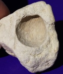 Брахиопода Cancrinella cancrini