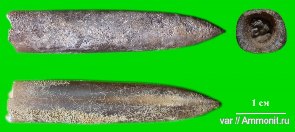 белемниты, юра, мезозой, волжский ярус, Ундоры, Liobelus, Simobelus russiensis, Volgian, Jurassic, belemnites