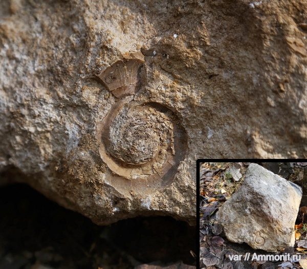 карбон, Euomphalus, Царёв курган, Straparollus