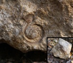 Гастропода Straparollus (Euomphalus) ?