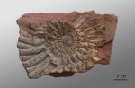 Pavlovia sp.