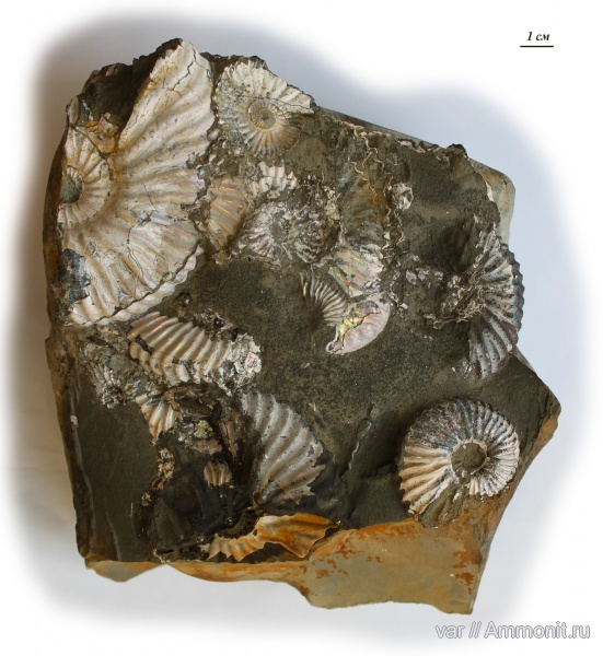 аммониты, Ammonites, Deshayesites volgensis, нижний апт