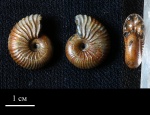 Pseudocadoceras