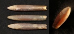 Praeactinocamax triangulus Naidin, 1964