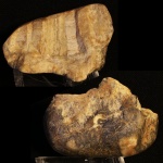 Коралл Actinocyathus