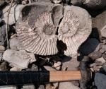 Ундоры. Микроконх Aulacostephanus volgensis с ушком