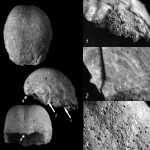 Брахиопода Aulosteges horrescens sokensis Grigorjewa с нюансами