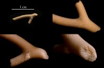 Мшанка Ascopora (?)