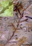 Мшанка Penniretepora (?)