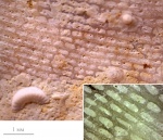 Мшанка Rectifenestella (?)