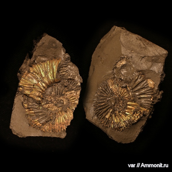 аммониты, Ундоры, кимеридж, Sarmatisphinctes fallax