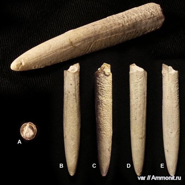 белемниты, Ульяновская область, маастрихт, верхний мел, Belemnella lanceolata