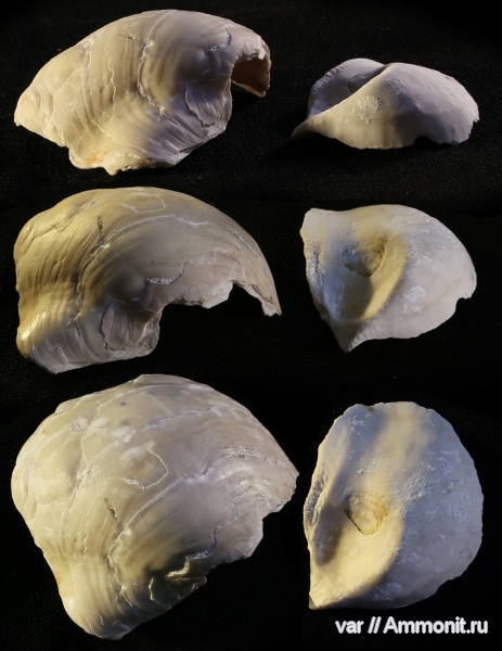 Ульяновская область, Gryphaeidae