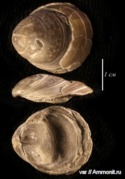 юра, волжский ярус, Terebratulida, Rouillieria, Городищи-Ундоры