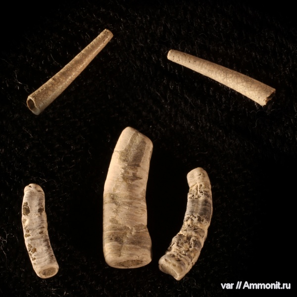 юра, Serpula, Ундоры, Scaphopoda