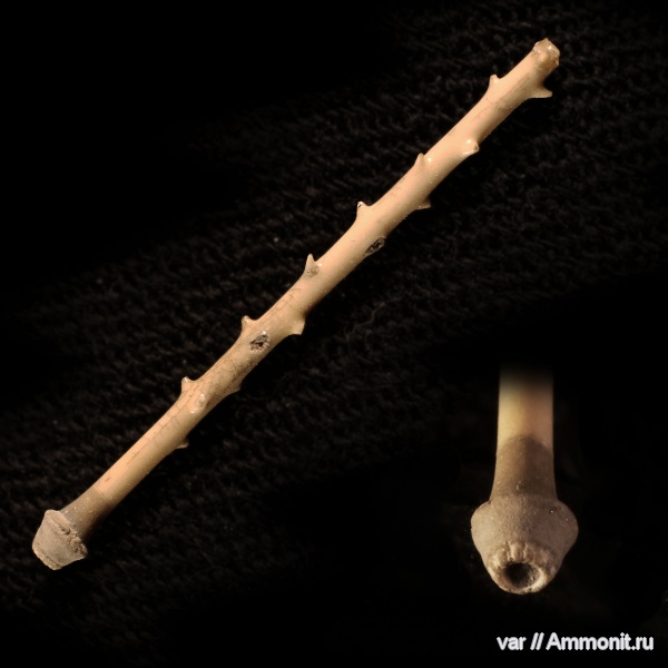 юра, Ундоры, Rhabdocidaris, Rhabdocidaris spinigera, иглы морских ежей