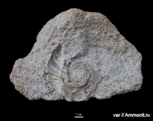 гастроподы, карбон, Euomphalus, гжельский ярус, Straparollus, Самарская Лука