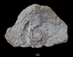 Гастропода Straparollus (Euomphalus) ?