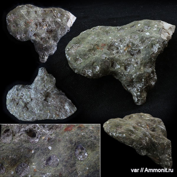 губки, Самарская область, Tremabolites