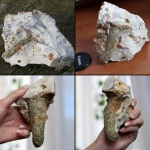 Губка Sororistirps
