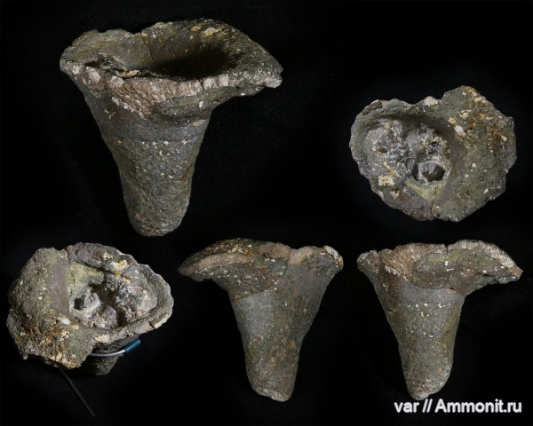 губки, Самарская область, Ventriculites