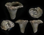 Губка Ventriculites (??)