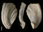 Фрагмент раковины Inoceramus (?)