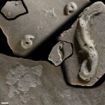 Фрагменты раковин Inoceramus (?) с обрастателями (Epizoans).