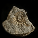 Аммонит Uraloceras