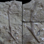 Мшанка Ascopora (?)