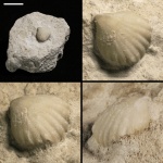 Створка брахиоподы Orbirhynchia (?)