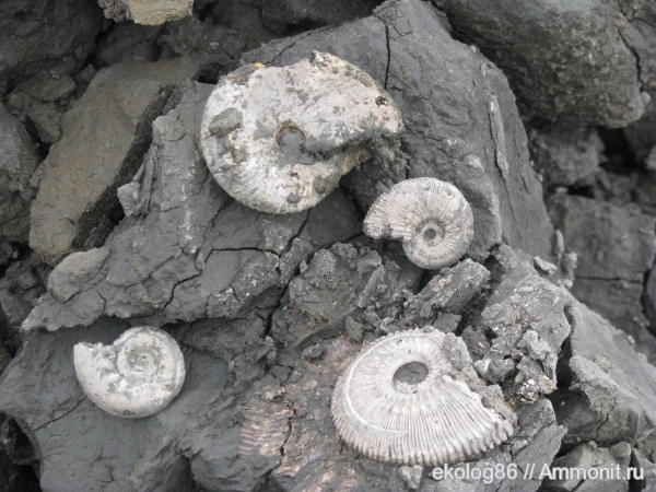 Kosmoceras, Funiferites, Brightia