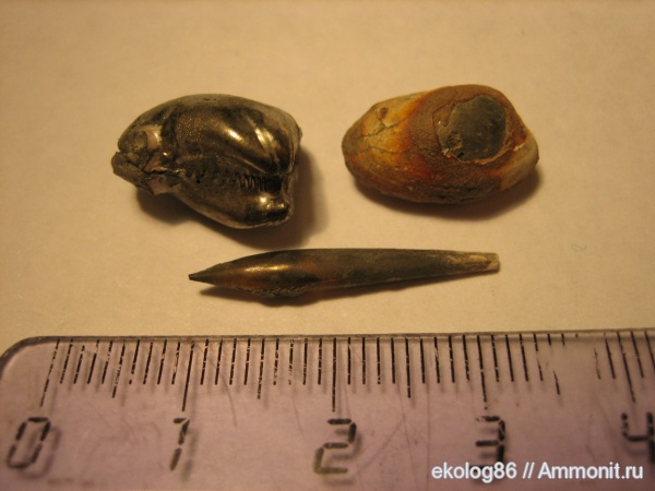 Hibolites, Nucula, Hibolithes