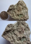 Гирогониты харовых водорослей