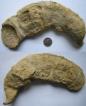Ругоза (Rugosa)