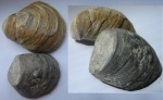 Поврежденная грифея (Gryphaea)