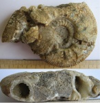Аммонит рода Indosphinctes